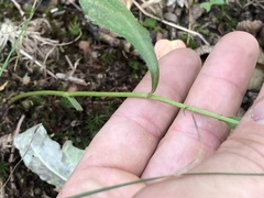 Sericocarpus asteroides