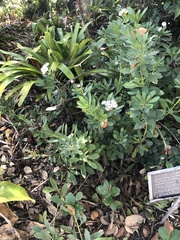 Globularia × indubia