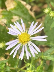 Symphyotrichum prenanthoides