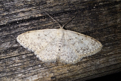 Scopula marginepunctata