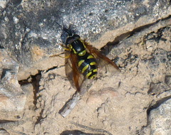 Chrysotoxum