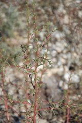 Salsola soda