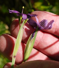 Sisyrinchium hitchcockii