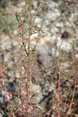 Salsola soda