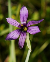 Sisyrinchium hitchcockii