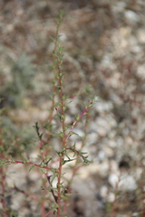 Salsola soda