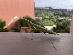 Polyspilota aeruginosa
