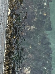 Pachygrapsus marmoratus