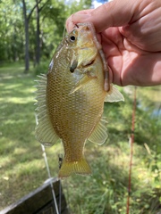 Lepomis auritus
