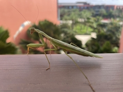 Polyspilota aeruginosa