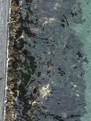 Pachygrapsus marmoratus