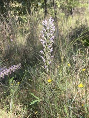 Liatris elegans