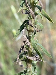 Liatris elegans