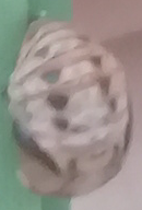 Cheilomenes sexmaculata