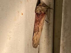 Oedemasia concinna
