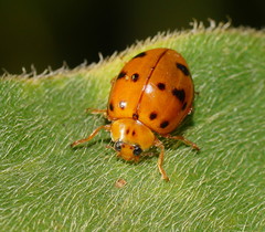 Harmonia octomaculata