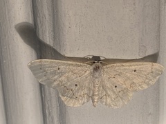 Idaea obfusaria