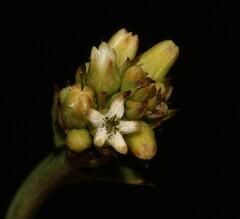 Thesium acuminatum