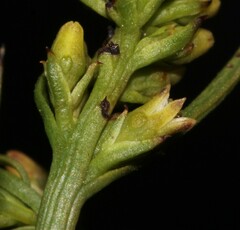 Thesium acuminatum