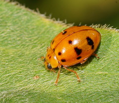 Harmonia octomaculata