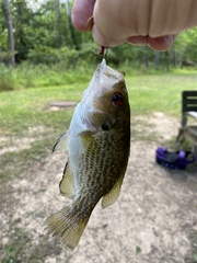 Ambloplites rupestris