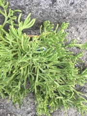 Mesembryanthemum nodiflorum