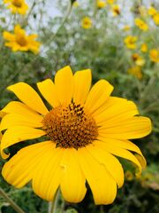Tithonia