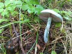 Stropharia aeruginosa