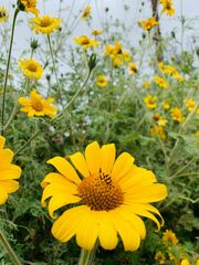 Tithonia