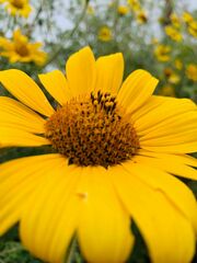 Tithonia