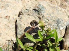 Eclipta prostrata