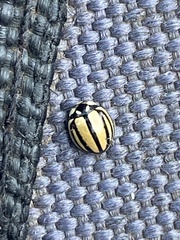 Cheilomenes propinqua