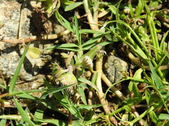 Eclipta prostrata