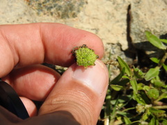 Eclipta prostrata