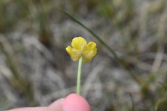 Ranunculus pedatifidus affinis
