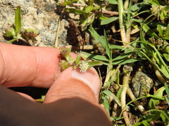 Eclipta prostrata