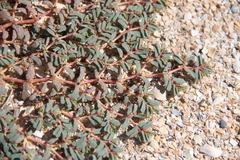 Euphorbia peplis