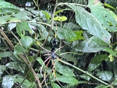Nephila