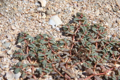 Euphorbia peplis