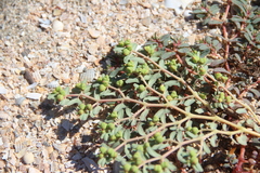 Euphorbia peplis