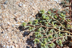 Euphorbia peplis