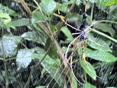Nephila