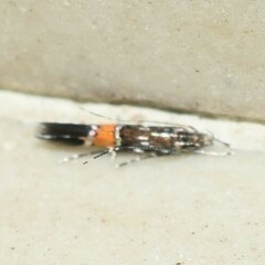 Cosmopterix