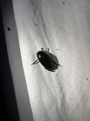 Hydrophilus insularis