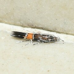 Cosmopterix