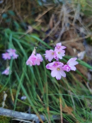 Ixia micrandra