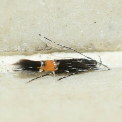 Cosmopterix