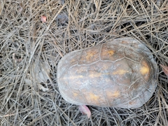 Terrapene carolina major