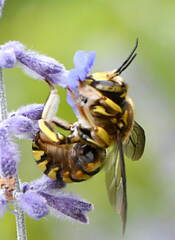 Anthidium florentinum