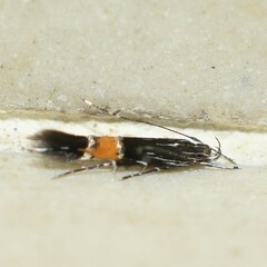 Cosmopterix